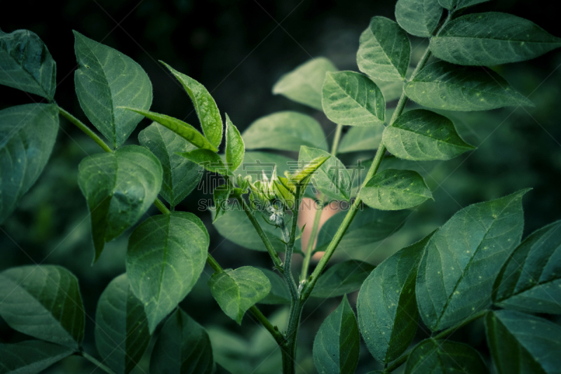 植物,背景,绿色,活力,纹理效果,暗色,清新,比例,热带气候,枝繁叶茂