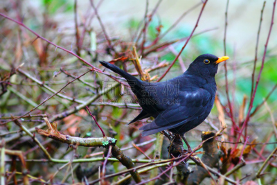 Blackbird seating on a bush.