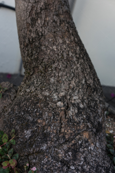 树干,澳大利亚,垂直画幅,美,枝繁叶茂,无人,夏天,光,lacebark pine,明亮