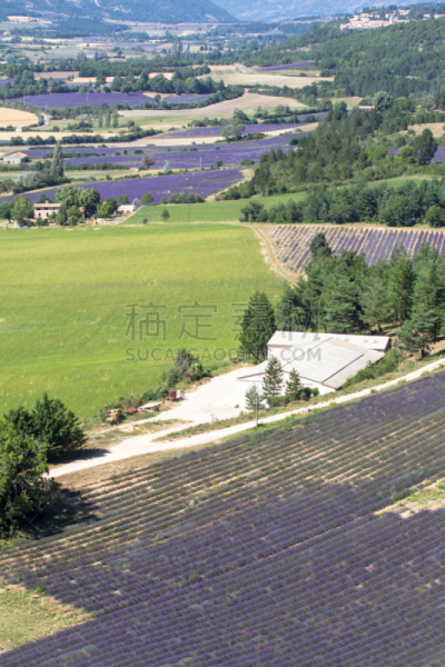 田地,熏衣草,法国,普罗旺斯,巨大的,垂直画幅,天空,美,无人,夏天