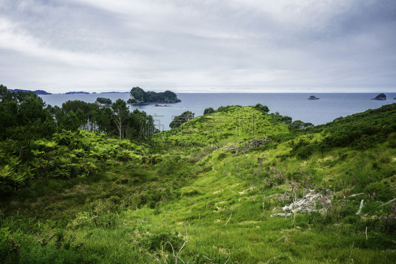 草,cathedral cove,绿色,科罗曼德尔半岛,新西兰,枝繁叶茂,美,水平画幅,草坪,户外