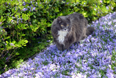 猫,园林,紫薇科树,自然,美,幸福,水平画幅,绿色,猫科动物,草坪