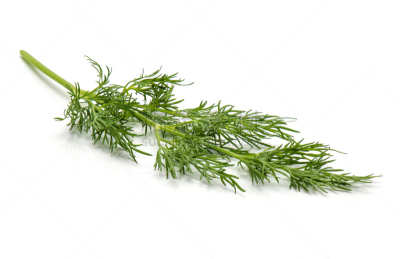 茴香,分离着色,肿胀的,蔬菜,丝状的,清新,一个物体,背景分离,花鳞茎,茴芹
