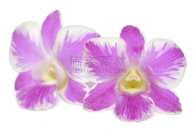石斛,粉色,美,兰花,水平画幅,无人,附生植物,萼片,泰国,单子叶植物
