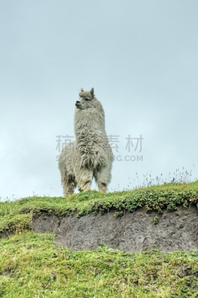 白色,厄瓜多尔,美洲驼羊,卡杨贝,牲畜,拉丁美洲,垂直画幅,卡扬贝,图像,国家公园