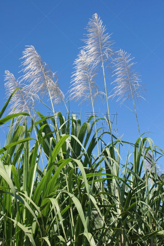 瓜德罗普岛,甘蔗,垂直画幅,迎风岛,向风岛,无人,户外,拉丁美洲,农作物