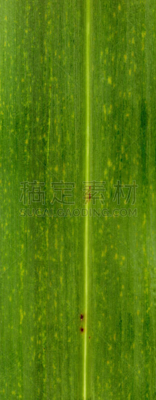 潘帕斯大草原,平视角,特写,叶子,极限运动,维管束,光合作用,叶脉,垂直画幅,纹理效果