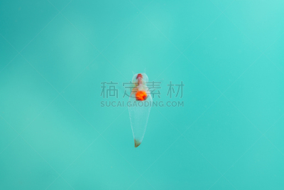 天使,浮冰,云景,风,环境,云,裸海蝶,天气,夏天,户外