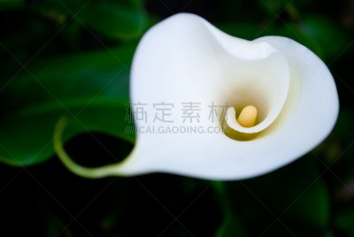 马蹄莲,绿女神,植物属性,水平画幅,高视角,无人,优美,湿,纯净,户外