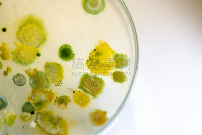 真菌,藻类,大群动物,个性,皮氏培养皿,显微镜,水,生物科技,水平画幅,孢子