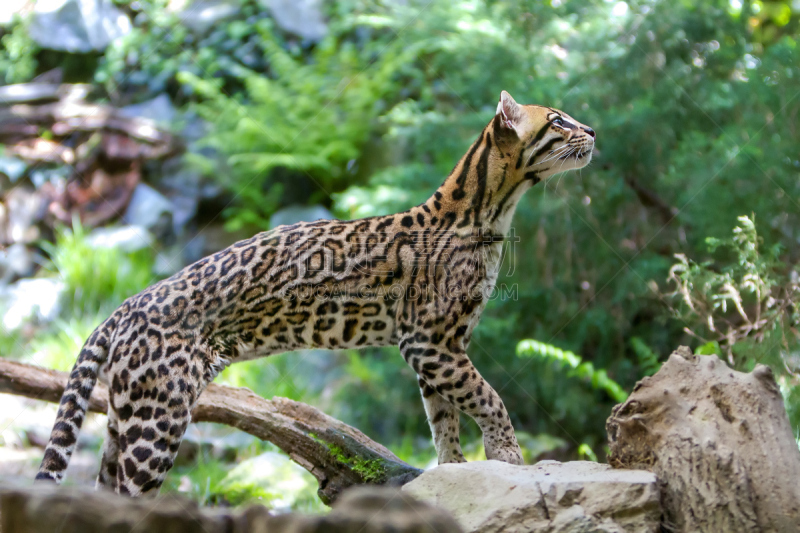 南美洲虎猫,野猫,濒危物种,野生动物,环境保护,已灭绝生物,哺乳纲,猫科动物,动物,自然荒野区