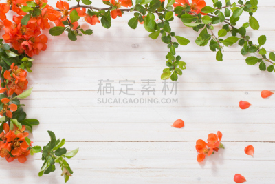 白色,木制,红色,背景,边框,芳香的,水平画幅,茶花,无人,五月