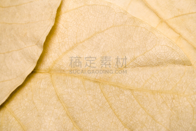 干的,特写,叶子,纹理,褐色,留白,悲痛,水平画幅,无人,古老的
