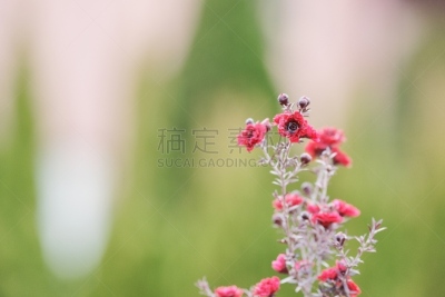 Leptospermum scoparium