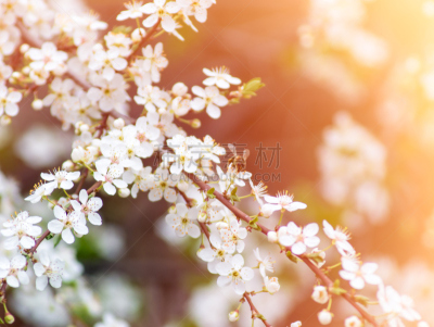 蜜蜂,美,水平画幅,无人,夏天,蜜蜂服,户外,特写,白色,植物