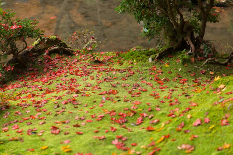 Green moss with maple leaf drop rainforest ground in autumn season