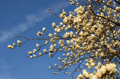 玉兰类,花朵,旱莲,木兰科,天空,美,复活节,水平画幅,郁金香,无人