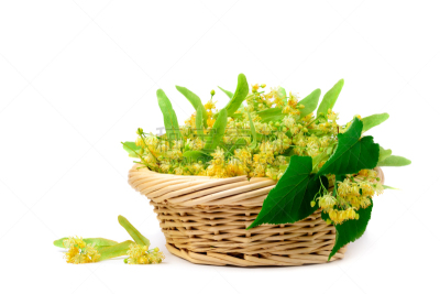 白色背景,欧锻树,茶树,篮子,芳香的,水平画幅,无人,维生素,标签,健康