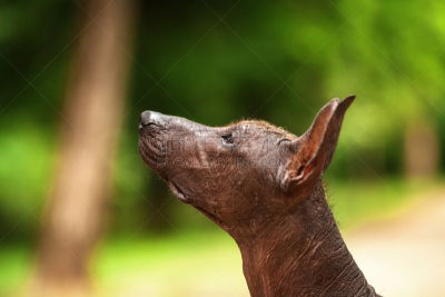 墨西哥人,夏天,户外,纯种犬,白昼,中国冠毛犬,墨西哥无毛犬,丑陋,美,公园