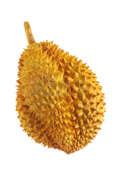 榴莲,白色背景,臭,垂直画幅,荆棘,夏天,特写,泰国,明亮,东方食品