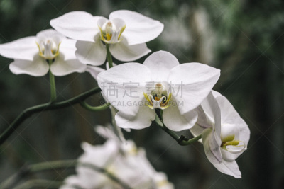 地面,兰花,图像,北卡罗来纳,美国,无人,豪宅,植物园,园林,艾许维尔