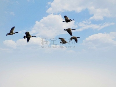 云,雁属,羊群,编队飞行,并排,云景,脊椎动物,航展,动物群,动物
