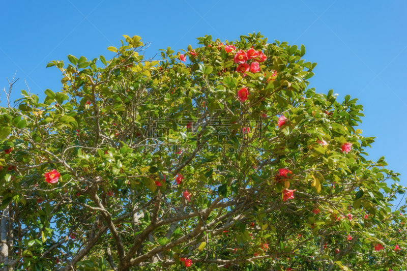 茶花,天空,蓝色,公园,著名景点,春天,静冈县,户外活动,植物,休闲活动