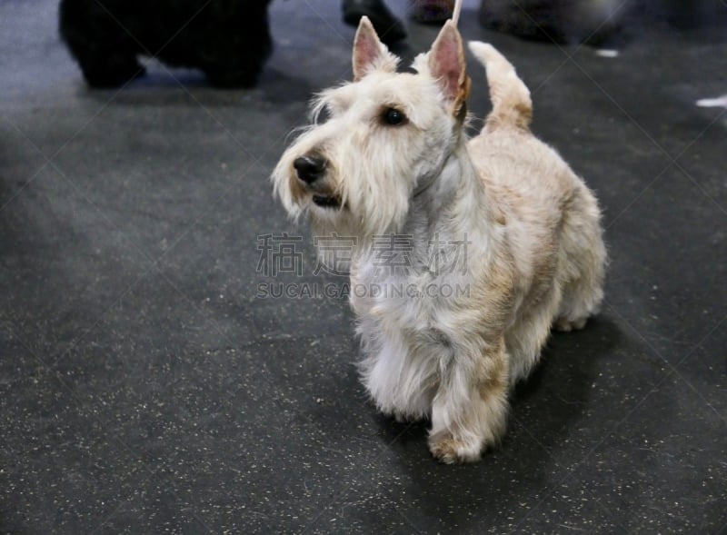 梗犬,遛狗师,纯种犬,受过训练的狗,狗,个人卫生用品,波士顿猎犬,小的,动物