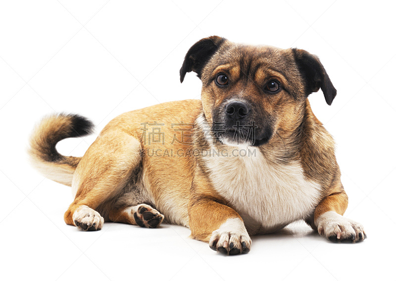 狗 小的 可爱的 纯种犬 背景分离 灰色 好奇心 脊椎动物 哺乳纲 一只动物图片素材下载 稿定素材 狗 小的 可爱的 纯种犬 背景分离 灰色 好奇心 脊椎动物 哺乳纲 一只动物图片素材下载 稿定素材