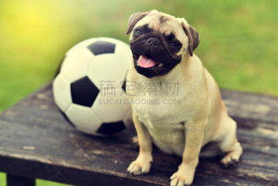 巴哥犬,幸福,可爱的,puggle犬,猎犬,哈巴狗,水平画幅,进行中,户外,泰国