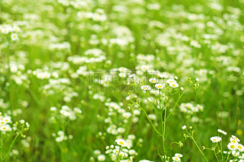 甘菊,野生植物,茼蒿菊,水平画幅,无人,甘菊花,夏天,组物体,户外,草