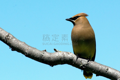 雪松连雀,枝,天空,留白,水平画幅,无人,蓝色,鸟类,野外动物,北美