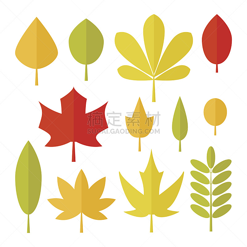 叶子,白色背景,九月,自然,十月,秋天,图像,无人,矢量,三叶草