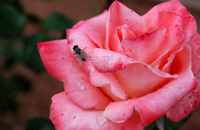 两翼昆虫,自然美,水,温带的花,美,果蝇,水平画幅,无人,黑发,户外