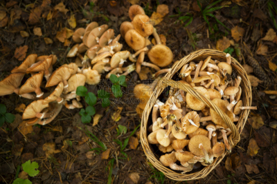 选择对焦,篮子,蘑菇,森林,蜜环菌,褐色,水平画幅,素食,无人,木材