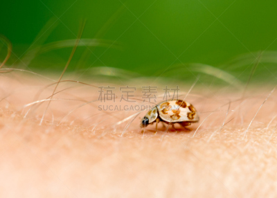 自然,瓢虫,大特写,白色,哈萨克斯坦,红色,图像,美容院,天蛾,加莱克斯草
