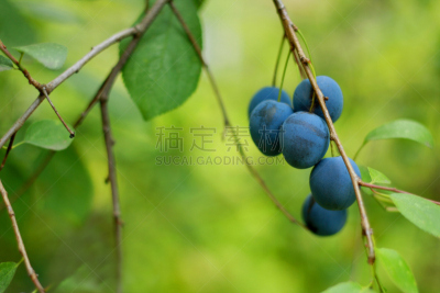 李子,adelaide oval,菜园,褐色,水平画幅,小的,水果,秋天,无人,嫩枝