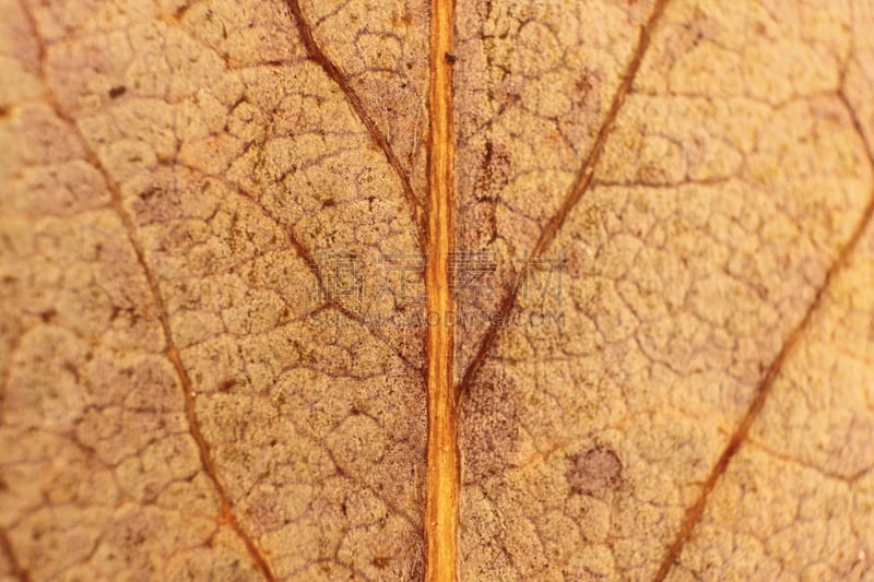 干的,特写,叶子,纹理,自然,有机食品,透明,背景,花纹,大特写