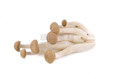 清新,姬菇,白色背景,蔬菜,自然界的状态,背景分离,食品,泰国,成分,蛋白质