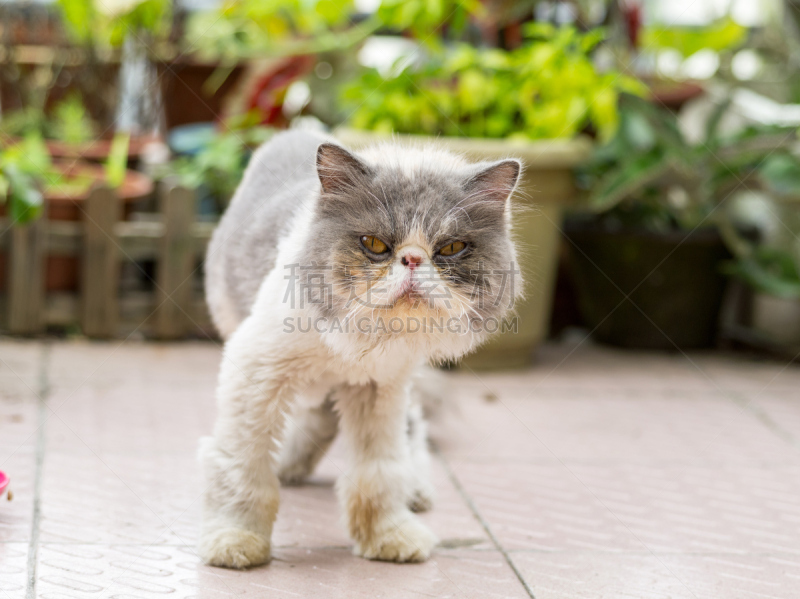 猫,加菲尔德湖,加菲猫,陨石,波斯猫,可爱的,灰色,肖像,脊椎动物,哺乳纲