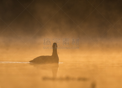 全反式维甲酸,白冠鸡,水,留白,早晨,曙暮光,野外动物,光,湖,彩色图片