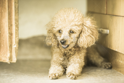 狗,贵宾犬,水平画幅,爪子,动物身体部位,哺乳纲,友谊,猫,动物颚骨,动物骨