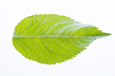 叶子,分离着色,绿色,白色,营养阶段,水平画幅,形状,无人,符号,泥土