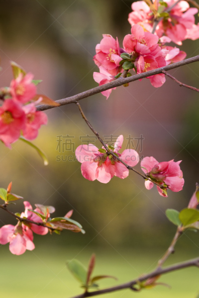 温柏,花朵,皱皮木瓜,垂直画幅,选择对焦,留白,无人,五月,户外,特写