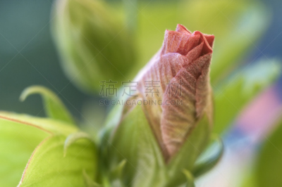 木槿属,花朵,自然,选择对焦,苘麻,水平画幅,无人,特写,仅一朵花,红色