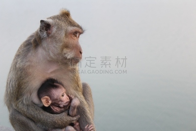 猴子,婴儿,母亲,美,褐色,水平画幅,无人,动物身体部位,热带雨林,野外动物