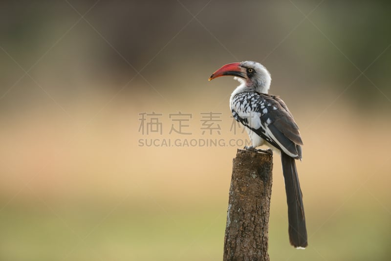 红喙犀鸟,南,犀鸟,自然,宁静,野生动物,水平画幅,鸟类,非洲,坦桑尼亚