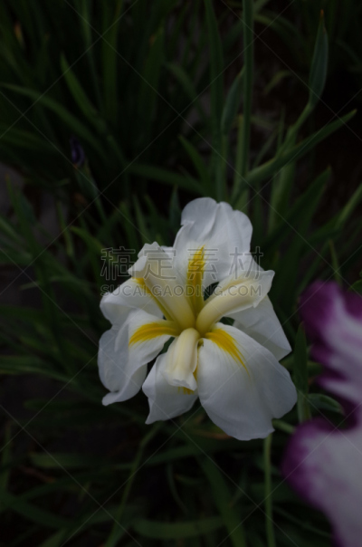 白色,鸢尾,黄色,垂直画幅,选择对焦,美,公园,无人,江户时代,户外