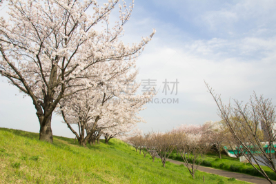 樱桃树,天空,美,里山,水平画幅,樱花,无人,户外,草,白色