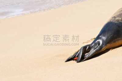 夏威夷僧海豹,考艾岛,尾鳍,标签,野生动物跟踪标签,水平画幅,沙子,无人,太平洋岛屿,科学